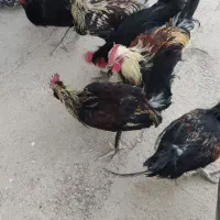 خروس جوان