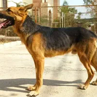 واگذاری سگ ژرمن