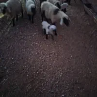 میش،بره|حیوانات مزرعه|زیرکوه, |دیوار