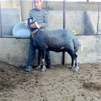 سلام 4عدد گوسفند شیشک درجه یک