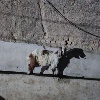 بز سالم