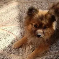 اشپیتز پامر المانی وارداتی نر با شیتزو  ماده