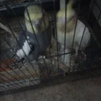 عروس هلندی جفت مولد به شرط ومرغ عشق انکلیسی