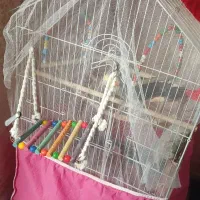 عروس هلندی نر و ماده|پرنده|رشت, گلباغ نماز|دیوار