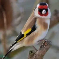 سهره ماده