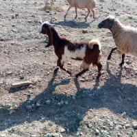 بزغاله عراقی اصل|حیوانات مزرعه|خواجه, |دیوار