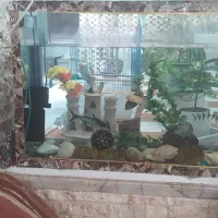 آکواریوم با وسایل|ماهی|رفسنجان, |دیوار