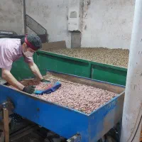 نیازمند کارگر  آقا  برای کار الک بادام|استخدام صنعتی، فنی، مهندسی|آستانه اشرفیه, |دیوار