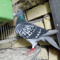 اردن مسافتی پلاکی|پرنده|چناران, |دیوار