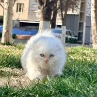 گربه پشمالو ۳ ماهه