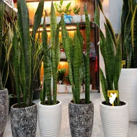 سانسوریا سبز.گل آپارتمانی