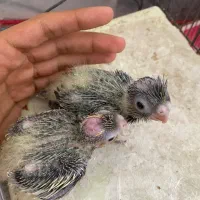 جوجه عروس|پرنده|طبس, |دیوار