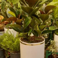 گل آپارتمانی بنت به خاطر روز مادر ارزون زدم|گل و گیاه طبیعی|تبریز, |دیوار