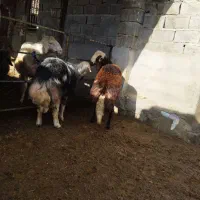 بره قوچ بروجردی