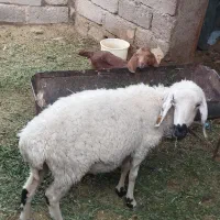 سلام دوستان گوسفند دوماه ابسته قیمت 11میلیون|حیوانات مزرعه|میرجاوه, |دیوار