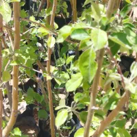 فروش نهال های پاکتی در سپیدان و هماشهر