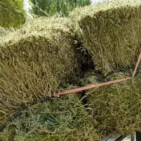 یونجه ، جو و گندم