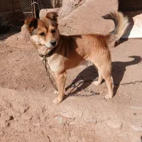 واگذاری سگ بینظیر