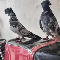 کبوتر خال شاپر