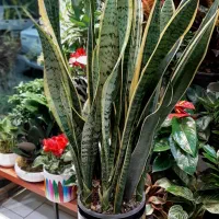 بنسای جنسینگ/بنسای فیکوس/گل آپارتمانی گیاه|گل و گیاه طبیعی|فردیس, فردیس|دیوار