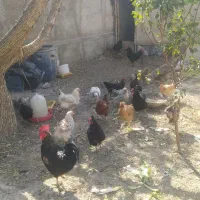 مرغ و خروس|حیوانات مزرعه|محمدشهر, جعفرآباد|دیوار