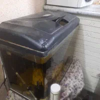 اکواریوم شرکتی دیلسا|ماهی|اصفهان, احمدآباد|دیوار