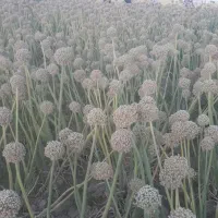 بذر پیاز فلات طلایی