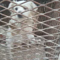 واگذاری سگ پا کوتاه اشپیتز|سگ|جیرفت, |دیوار