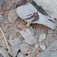 کبوتر زاغ ابادانی و یک جفت پوست پیازی|پرنده|شبانکاره, |دیوار