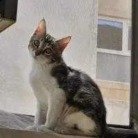 واگذاری گربه ۵ ماهه