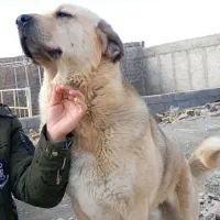 سگ پژدر