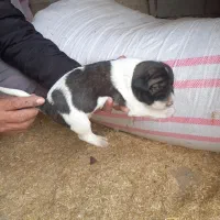 توله الابای نر