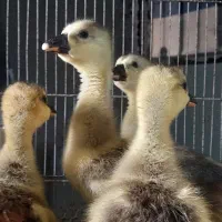 جوجه قوغاز، بوقلمون برنز ماده، اردک، خروس|حیوانات مزرعه|مشهد, شیرودی|دیوار