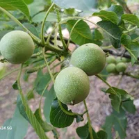 فروش نهال گردو چندلر|خدمات باغبانی و درختکاری|ساری, |دیوار