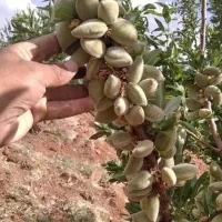 نهال های سنگی کاغذی ونیمه کاغذی بادام پرداخت درمحل