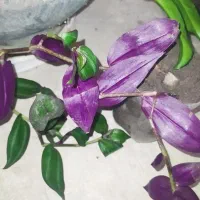 گل فقط 20 تومن|گل و گیاه طبیعی|ارومیه, |دیوار