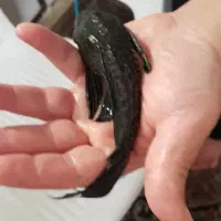 آکواریوم شرکتی با ماهی و لوازم|ماهی|گلبهار, شهر جدید گلبهار|دیوار