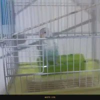 طوطی کوتوله دستی رام چند کلمه حرف هم میزنه