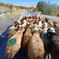 ۳۵تا گوسفند جوان ابستن سنگین|حیوانات مزرعه|سنندج, |دیوار