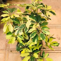 گل.کال ای پول وثروت|کنسول، بازی ویدئویی و آنلاین|بروجرد, |دیوار