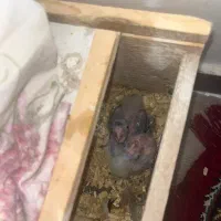 عروس هلندی|پرنده|رشت, ساغری سازان|دیوار