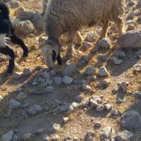 گوسفند  داشتی