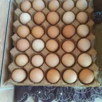 تخم نطفه دار مرغ (با کیفیت بالا)