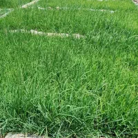 بذر شمیم نخ نازک