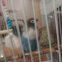 طوطی برزیلی