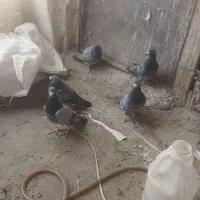 ۷عدد کبوتر مسافتی پلاکی