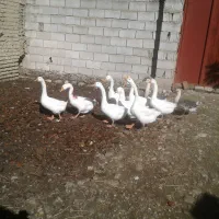 فروش دو جفت قوغاز بالغ سفید|حیوانات مزرعه|آزادشهر, |دیوار