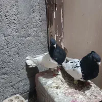 یک جفت کله سیاه به شرط تخم جوجه