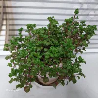 انواع گل آپارتمانی|گل و گیاه طبیعی|نهاوند, |دیوار