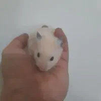 همستر سوری|موش و خرگوش|تهران, نعمت‌آباد|دیوار